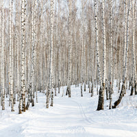 acrylic-print-birch-forest-tracks-in-snow
