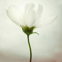 4-piece-acrylic-print-white-cosmos