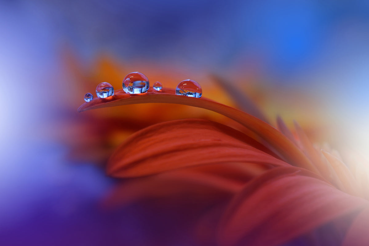 3-piece-acrylic-print-metamorphosis