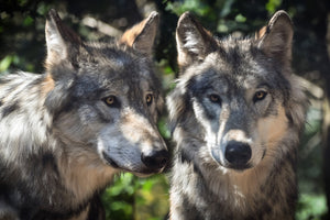 3-piece-aluminium-print-2-wolves