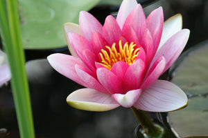 framedposter-print-the-water-lily-in-pink