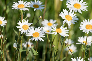 modern-3-piece-canvas-print-xl-daisies