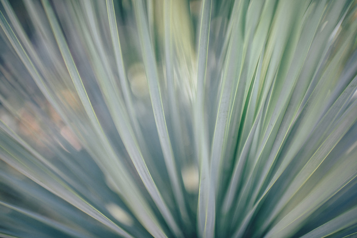 modern-3-piece-canvas-print-strip-of-plant