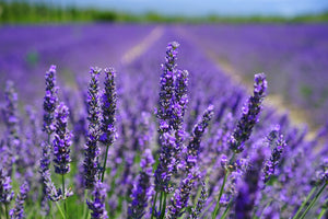 framedcanvas-print-the-lavender-flowers
