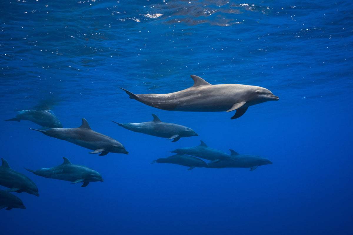 poster-print-dolphins-x