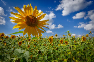 aluminium-print-a-sunflower-among-many