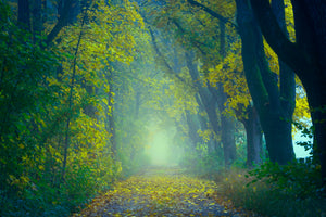 modern-3-piece-canvas-print-green-forest