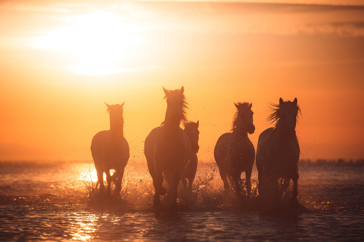 canvas-print-camargue-angels-x