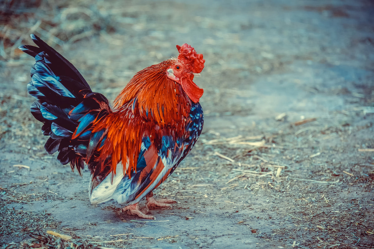 framedposter-print-proud-cock