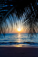 canvas-print-through-the-palm