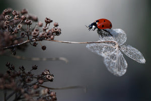 3-piece-canvas-print-ladybird-on-hydrangea