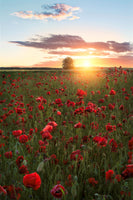 acrylic-print-poppy-fields-of-sweden