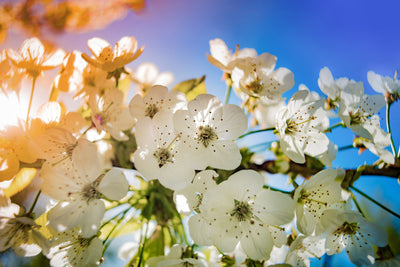 poster-print-the-apple-tree-blossom