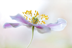 framedposter-print-wood-anemone