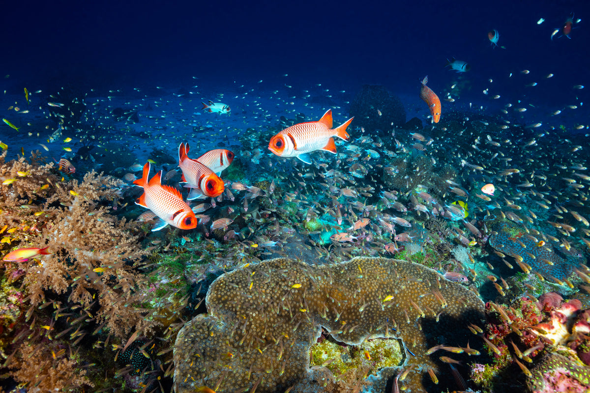 framedposter-print-reef-lifeii