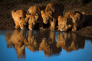 poster-print-lions-of-mara