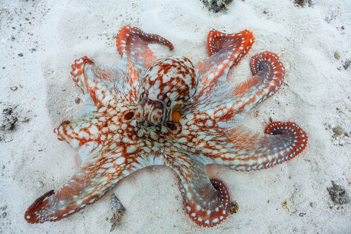 modern-3-piece-canvas-print-octopus-a