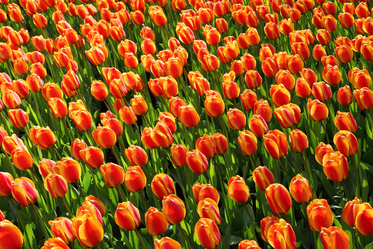 modern-3-piece-canvas-print-tulip-field-in-orange