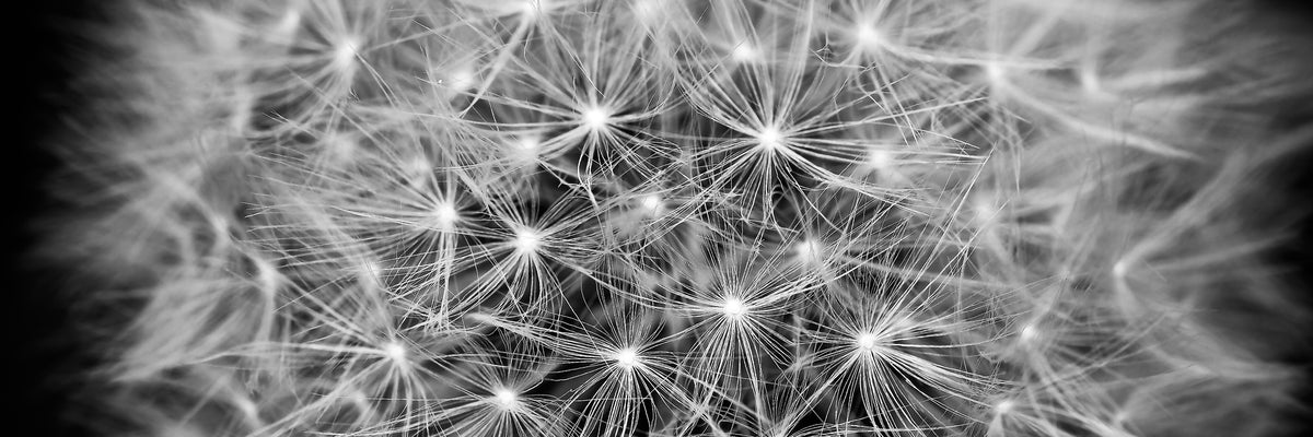 panoramic-3-piece-acrylic-print-dandelion-in-xxl-panorama