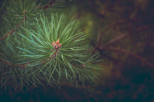 framedposter-print-pine-tree-close-up