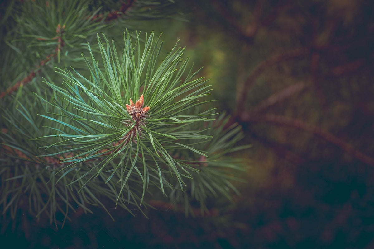 framedposter-print-pine-tree-close-up