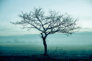 modern-3-piece-canvas-print-the-magic-tree