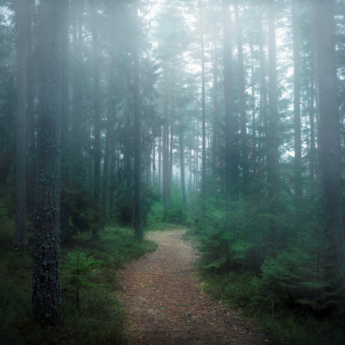 9-piece-acrylic-print-the-forest-of-secrets