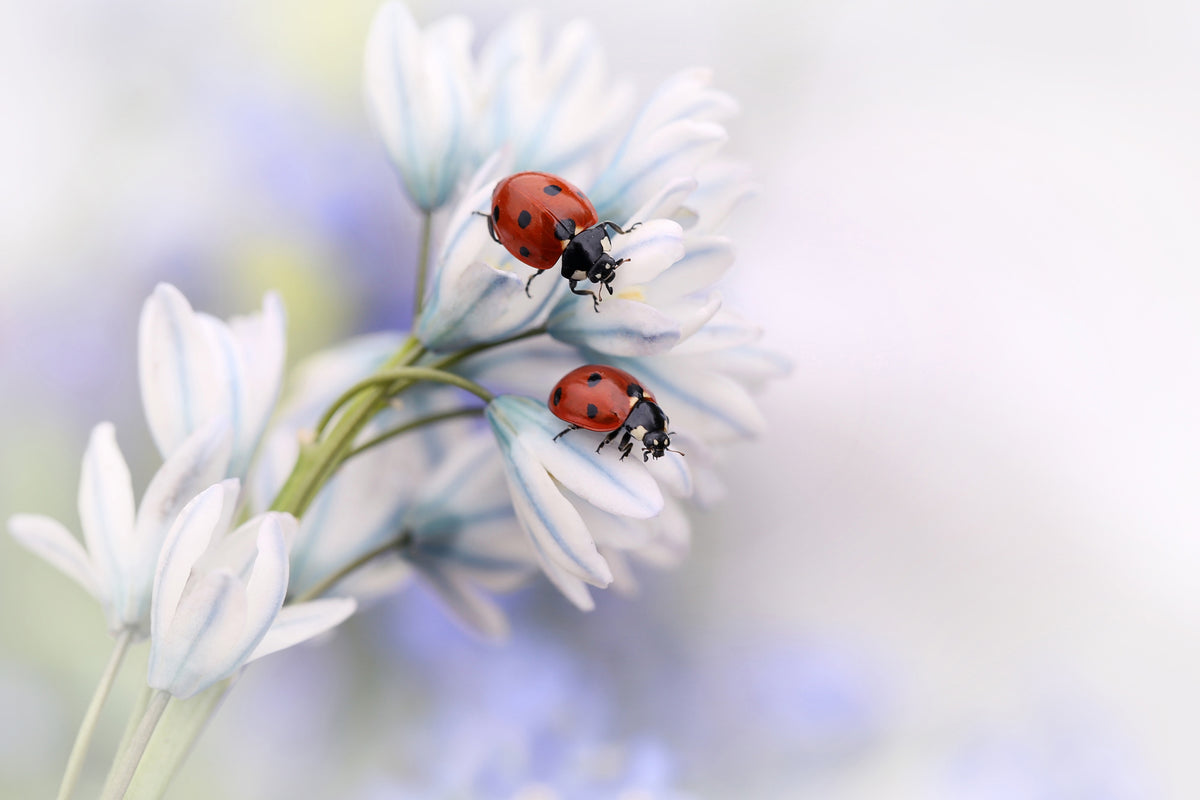 aluminium-print-ladybirds