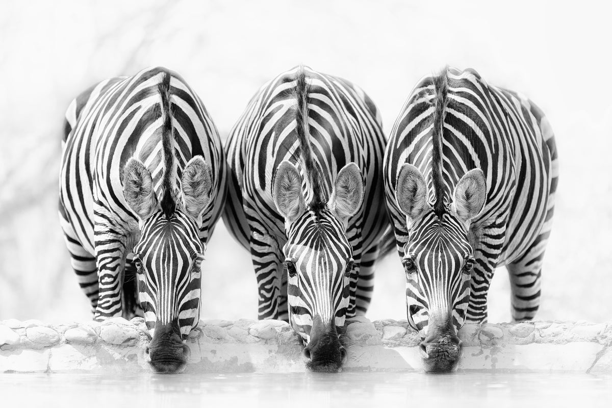 canvas-print-zebras-xbj