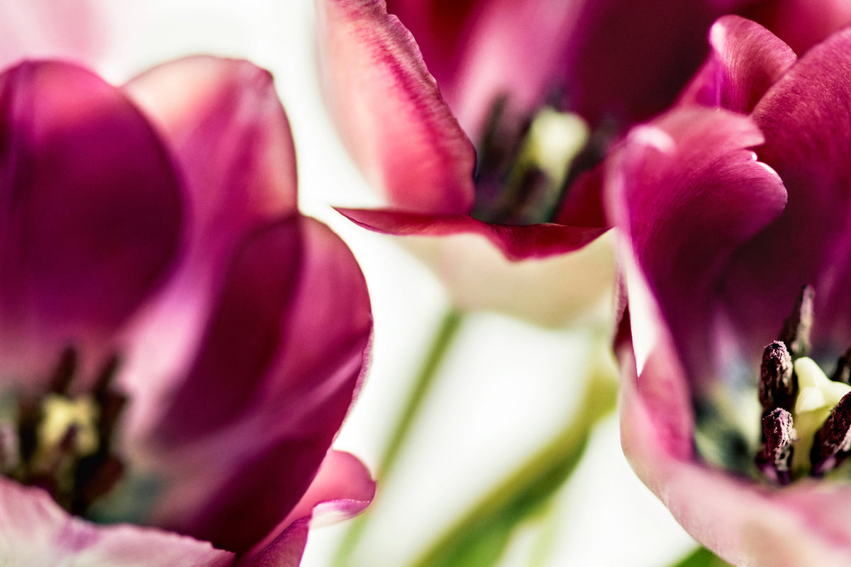 poster-print-tulip-iv