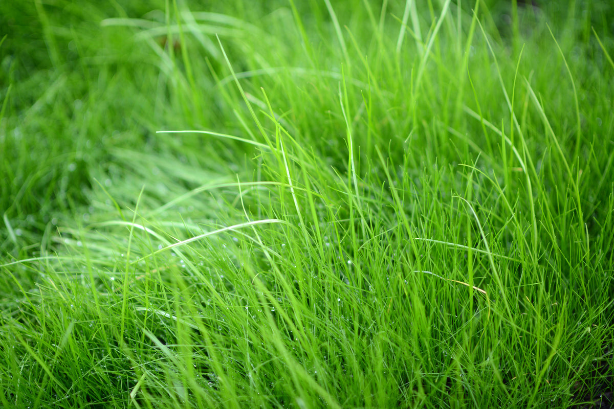 framedcanvas-print-blades-of-grass