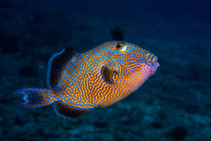 framedposter-print-blue-triggerfish