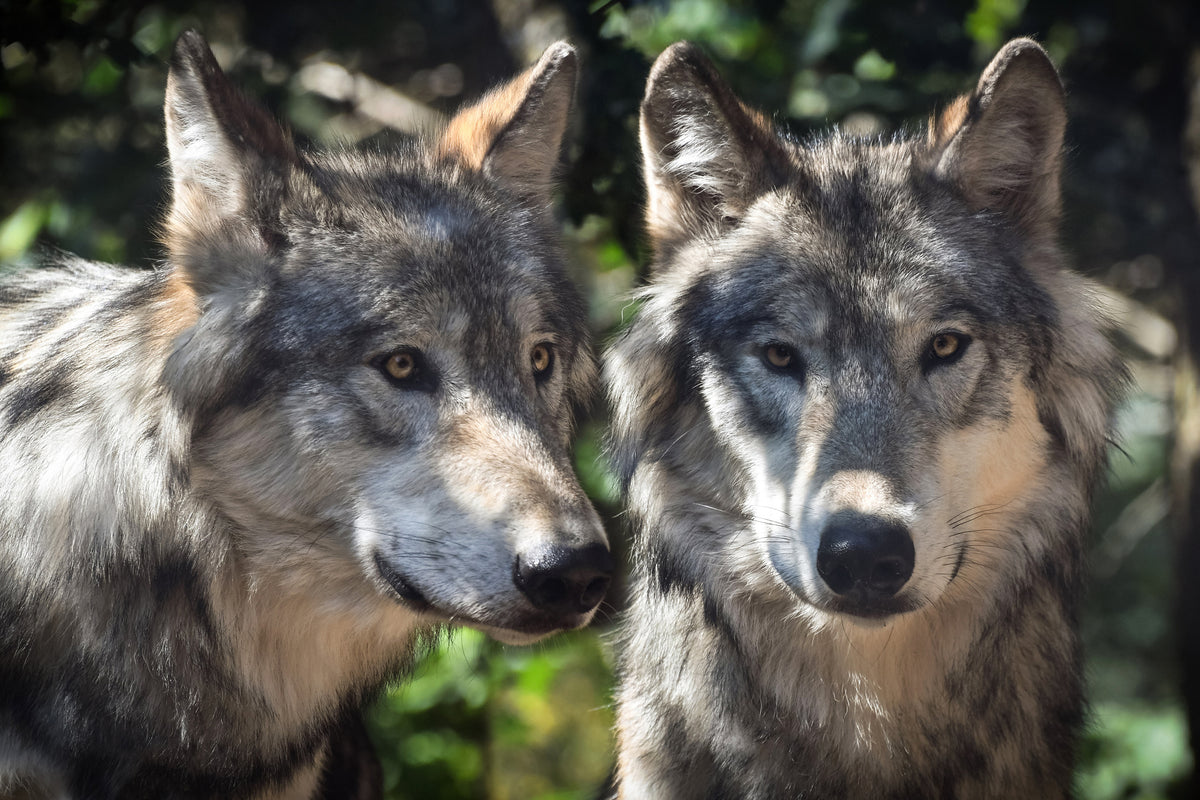 canvas-print-2-wolves
