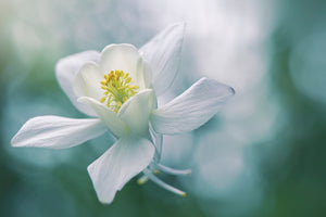framedcanvas-print-purity-xbj