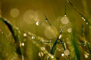 modern-3-piece-acrylic-print-dew-in-the-morning