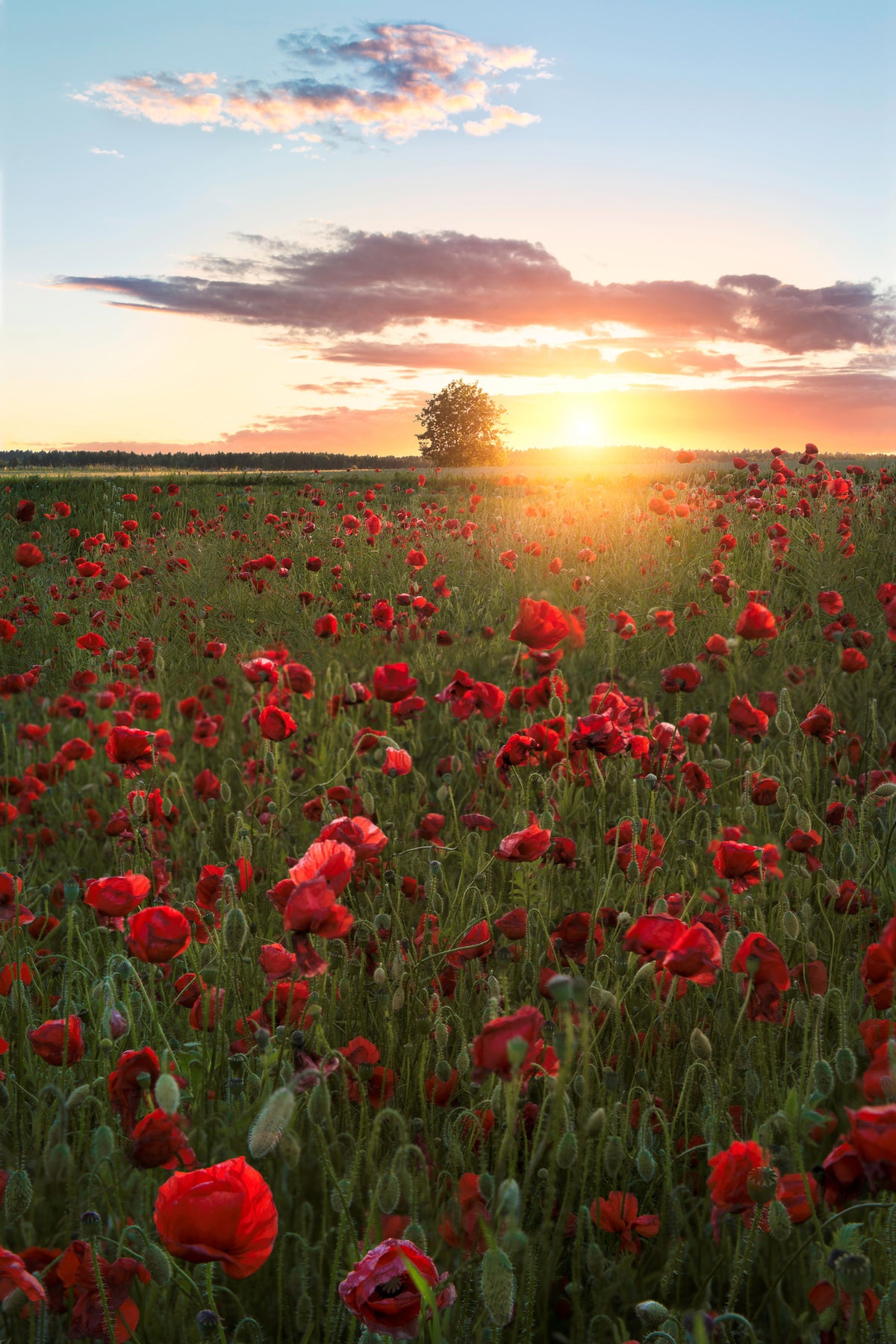 canvas-print-poppy-fields-of-sweden