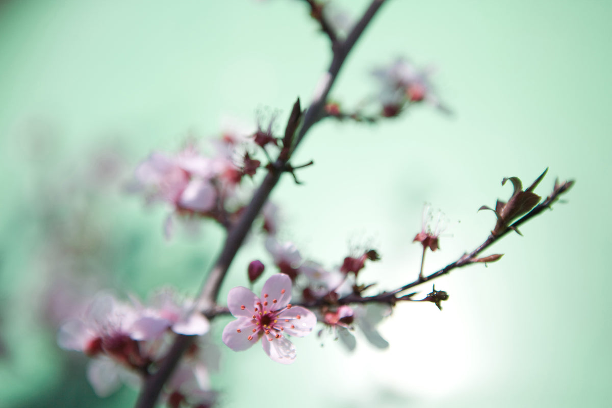 modern-3-piece-aluminium-print-beautiful-japanese-cherry-blossom