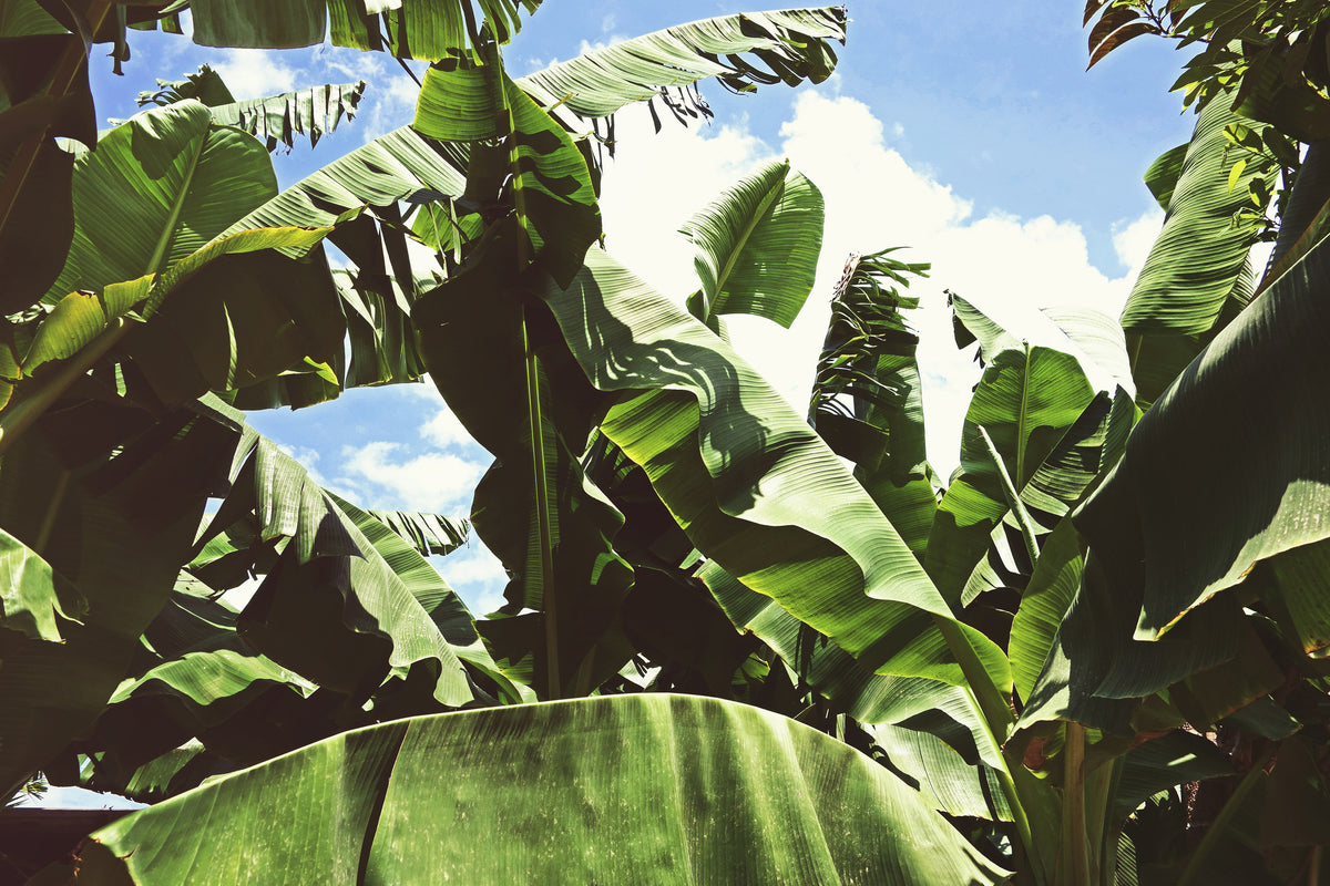 modern-3-piece-acrylic-print-in-the-middle-of-the-jungle