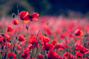 3-piece-aluminium-print-in-the-poppy-field