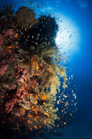 canvas-print-life-explosion-ii