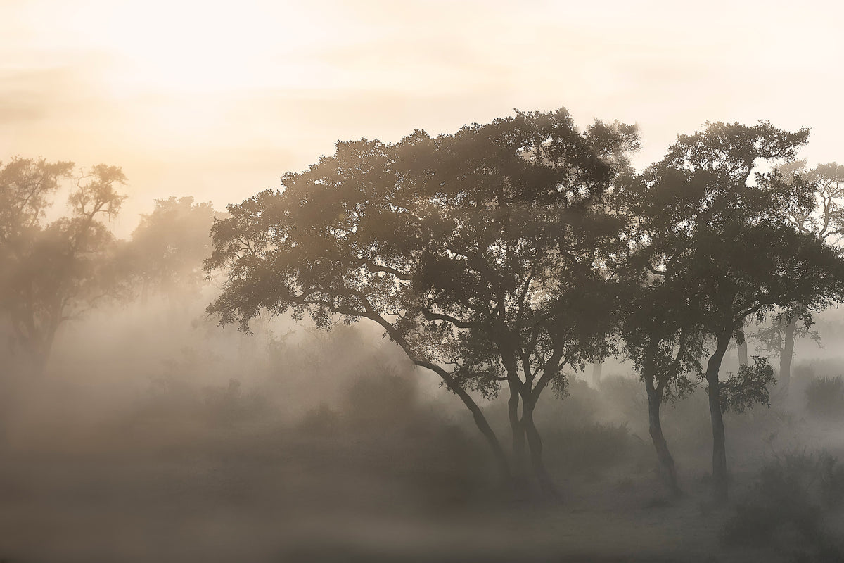 acrylic-print-savana-sunrise-x