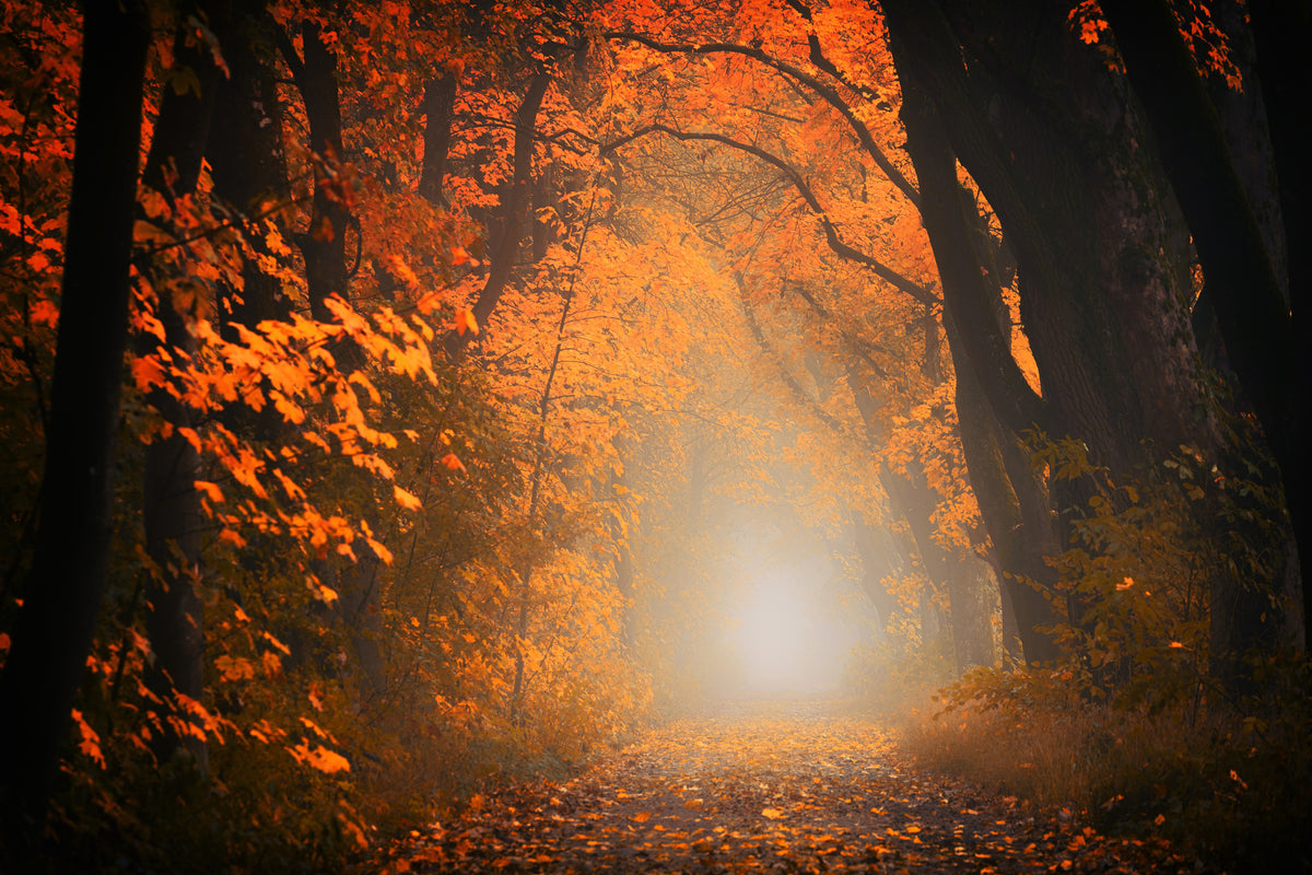 canvas-print-autumn-light-in-the-forest