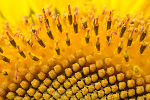 canvas-print-the-buds-of-the-sunflower-in-xxl