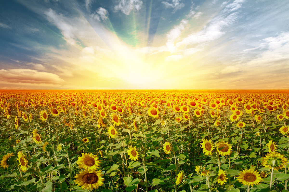 modern-3-piece-canvas-print-a-field-full-of-sunflowers