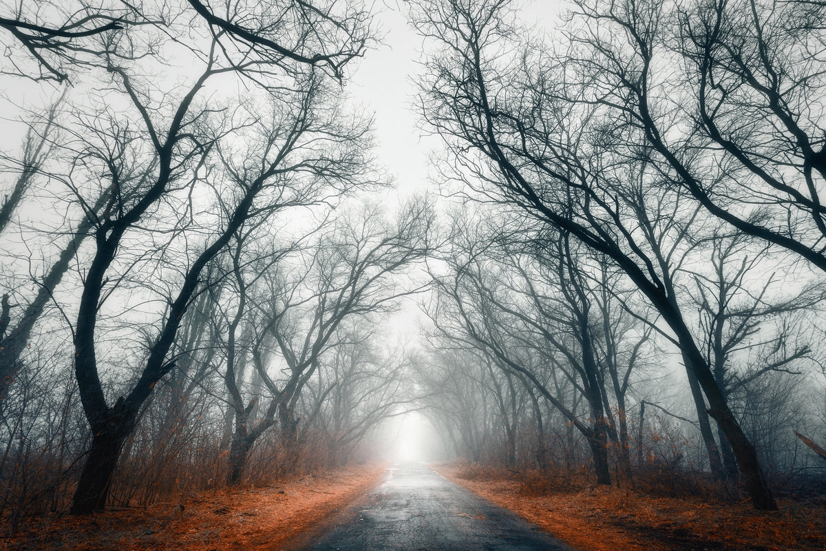 framedcanvas-print-mysterious-mood-in-the-forest