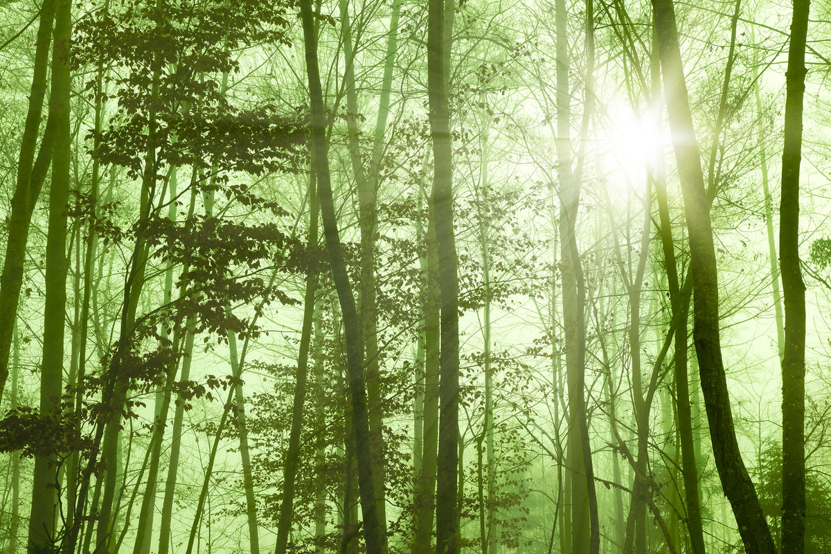 3-piece-aluminium-print-nibelungen-forest