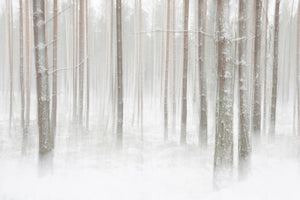 framedposter-print-winterforest-in-sweden-x