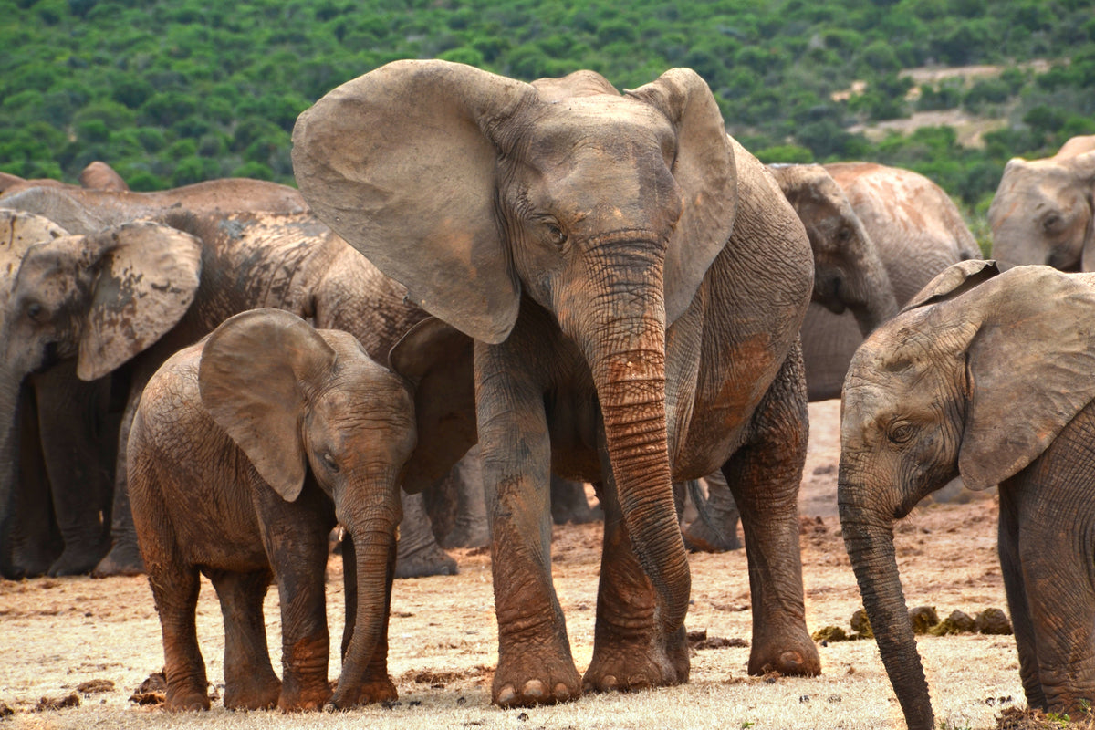 poster-print-elephant-herd-in-africa