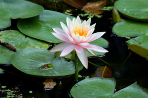 acrylic-print-the-proud-water-lily