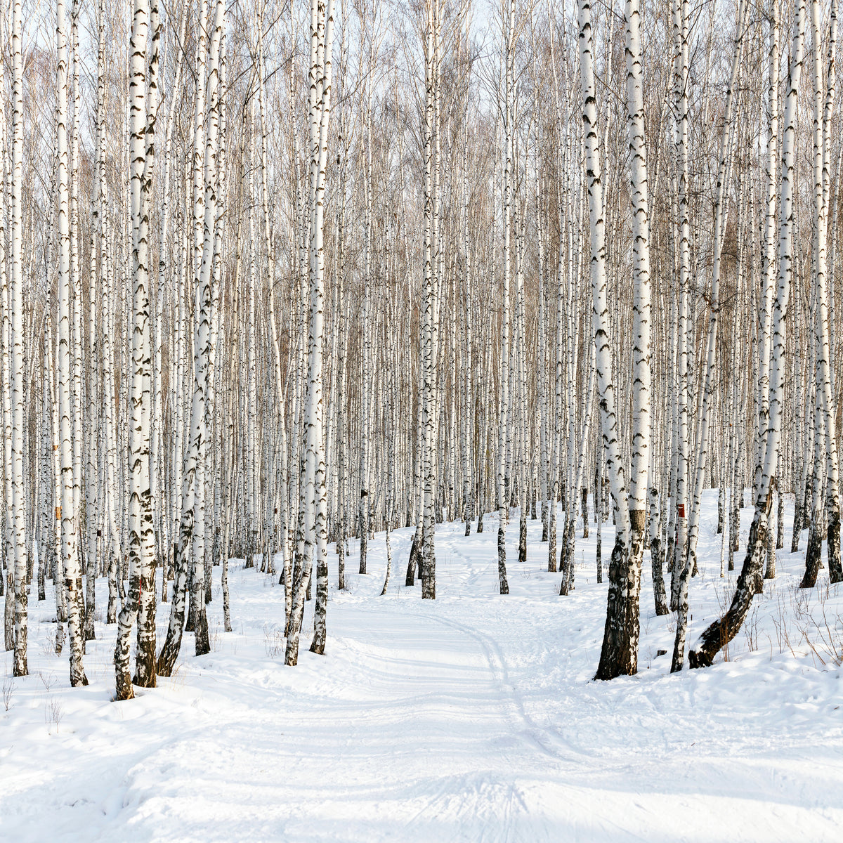 4-piece-canvas-print-birch-forest-tracks-in-snow